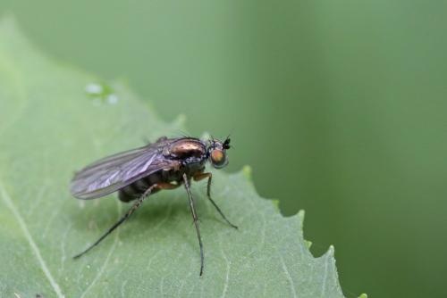 Réf. 268 579 : Dolichopus sp.